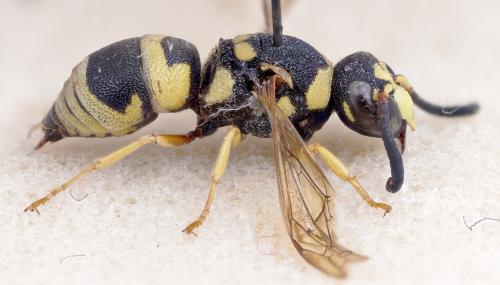 Euodynerus dantici